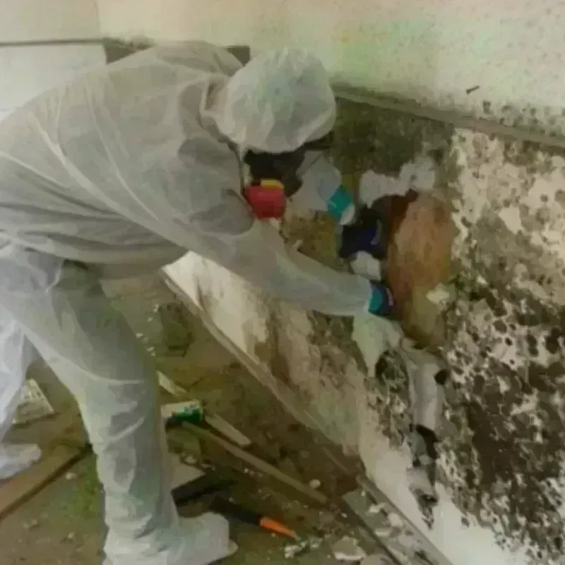 Mold Remediation and Removal in Michigan City, IN